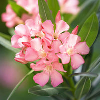 Nerium oleander roze incl. Elho sierpot wit - Bloeiende tuinplanten