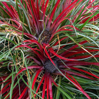 Tuinbromelia Fascicularia Bicolor Rood-Paars incl. sierpot - Winterhard - Plant eigenschap