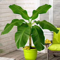 Bananenplant Musa basjoo incl. Elho sierpot groen - Buitenplant in pot cadeau