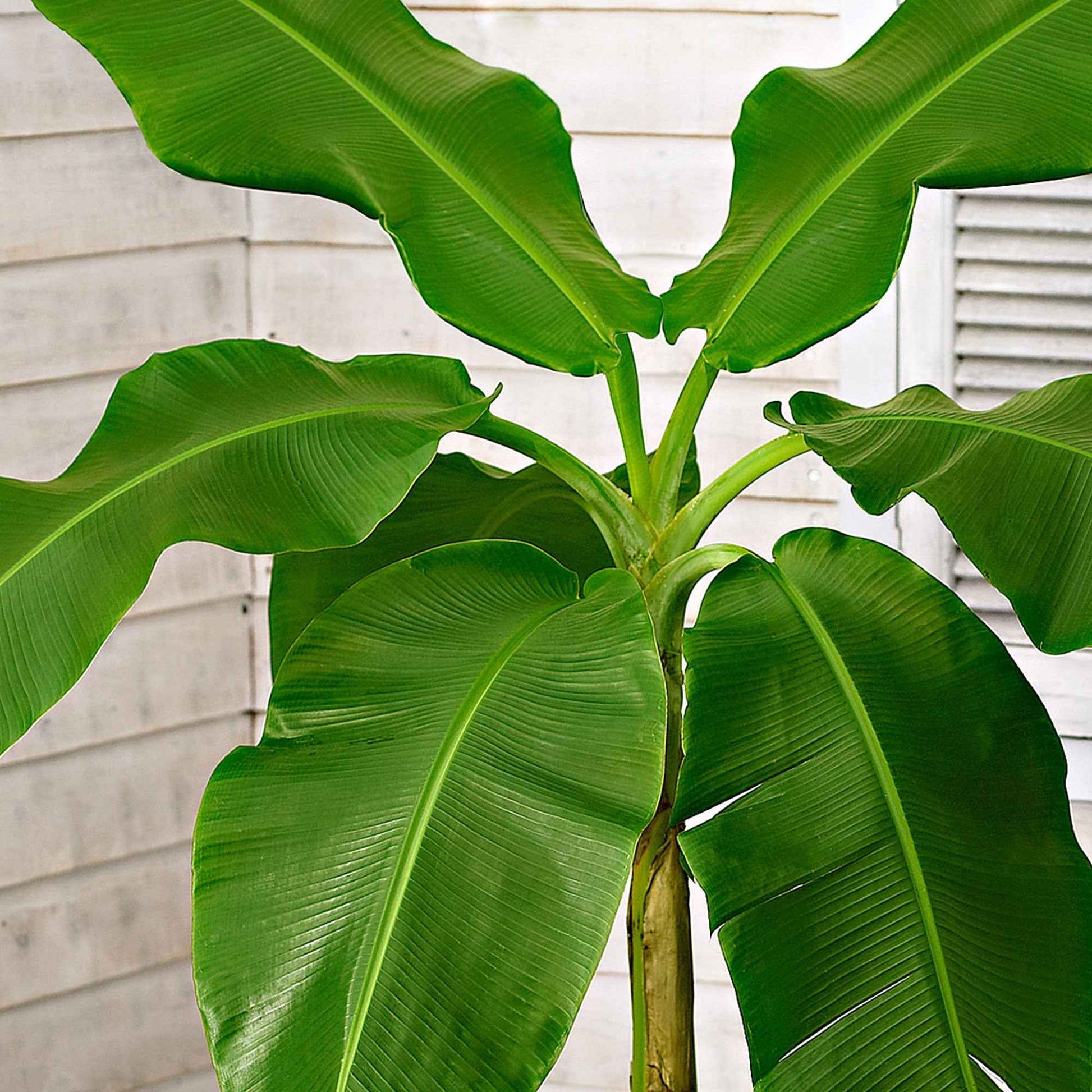 Bananenplant Musa basjoo incl. Elho sierpot groen - Kuipplanten