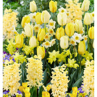 40x Bloembollen - Mix Border Garden Yellow geel - Alle bloembollen