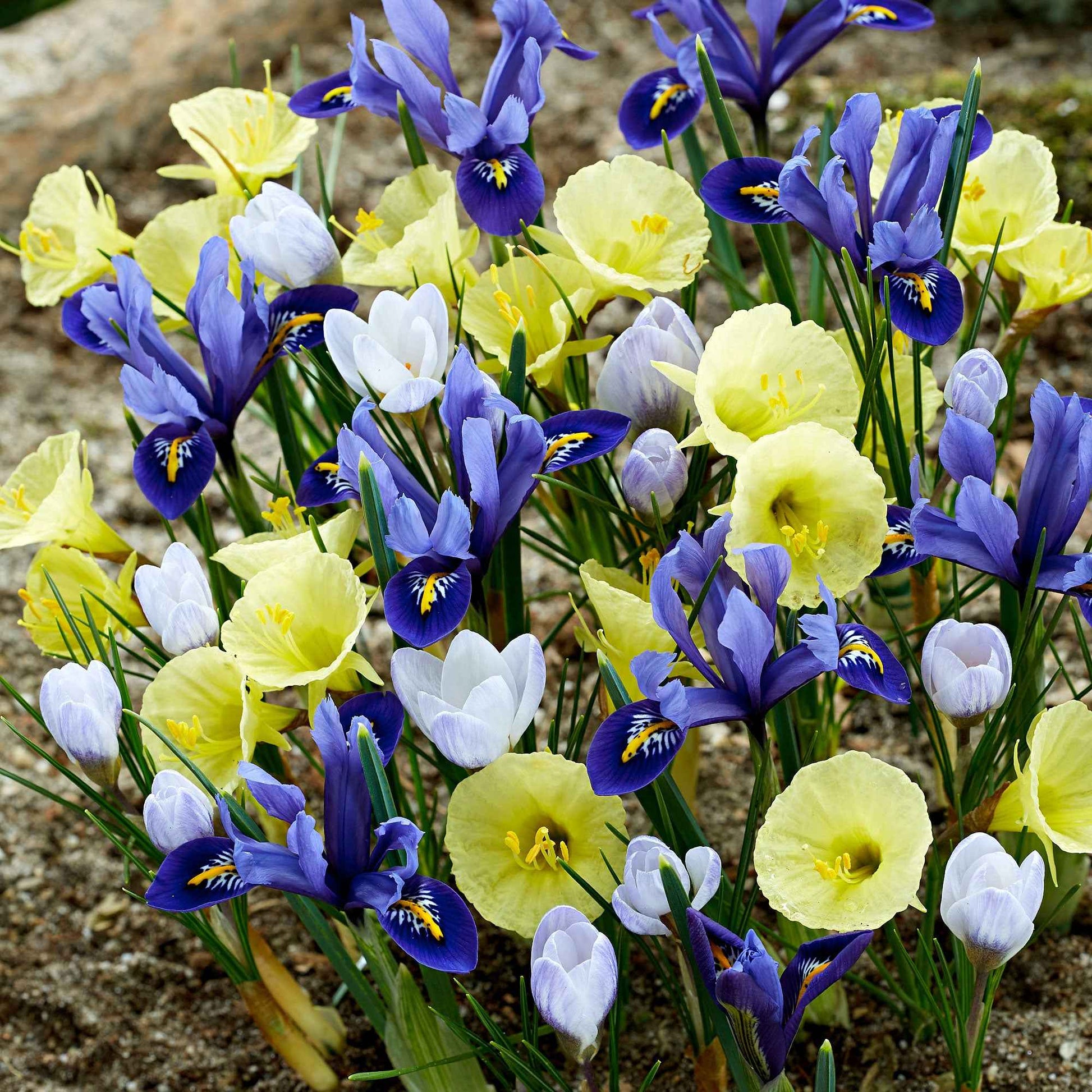 40x Bloembollen - Mix Early Bird blauw-paars-geel - Alle bloembollen