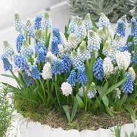 50x Blauwe + witte druifjes Muscari - Mix Spring Hill Blend blauw-wit - Bijvriendelijke bloembollen