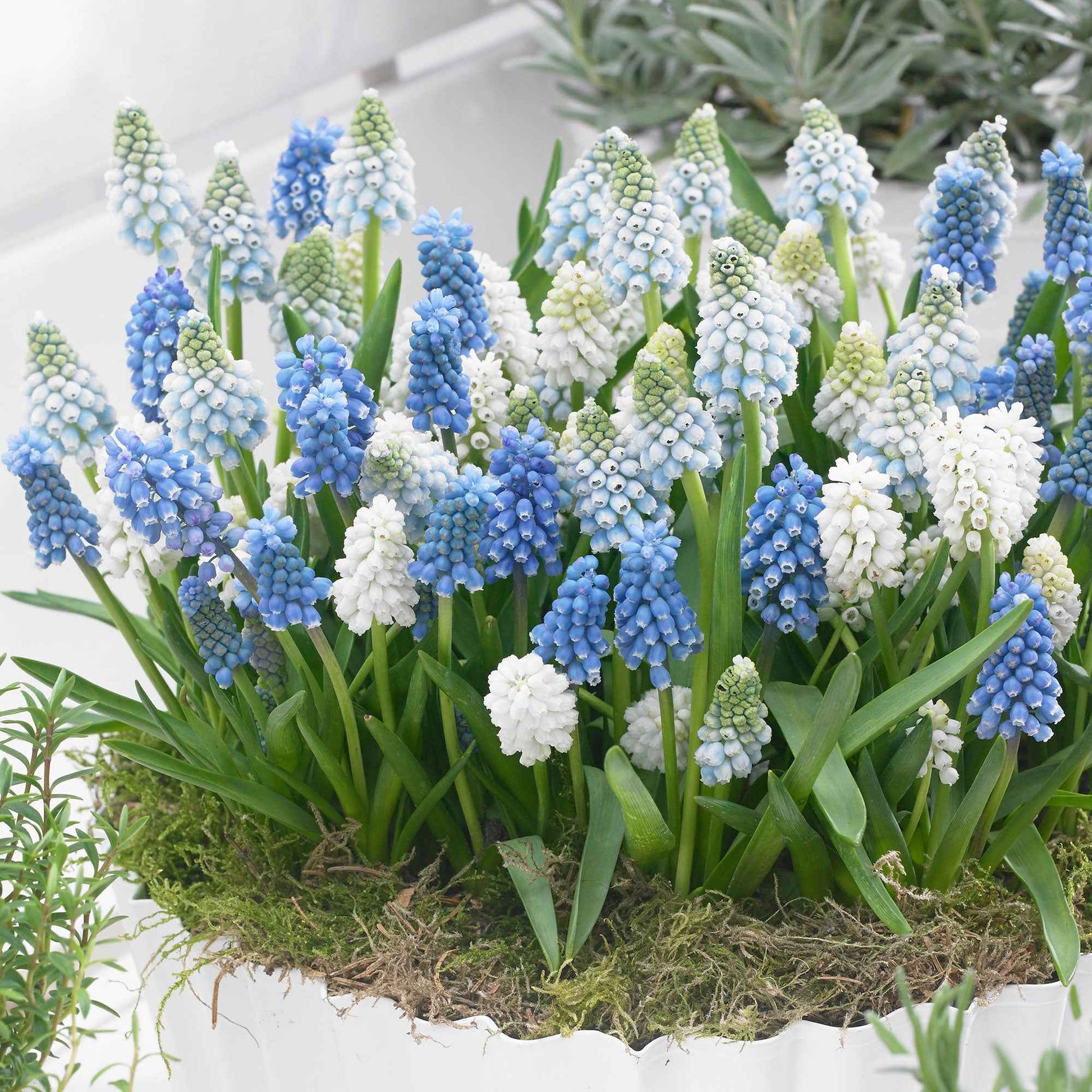 50x Blauwe + witte druifjes Muscari - Mix Spring Hill Blend blauw-wit - Bijvriendelijke bloembollen