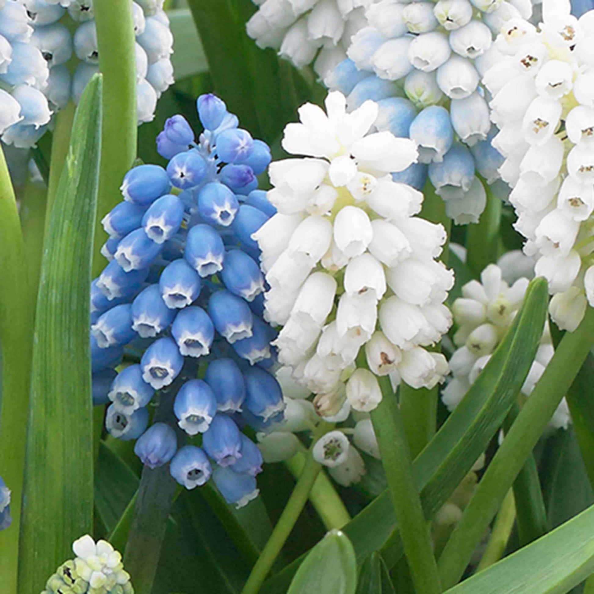 50x Blauwe + witte druifjes Muscari - Mix Spring Hill Blend blauw-wit - Alle bloembollen