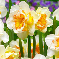 15x Grootbloemige narcissen Narcissus Sweet Ocean wit-oranje - Alle populaire bloembollen