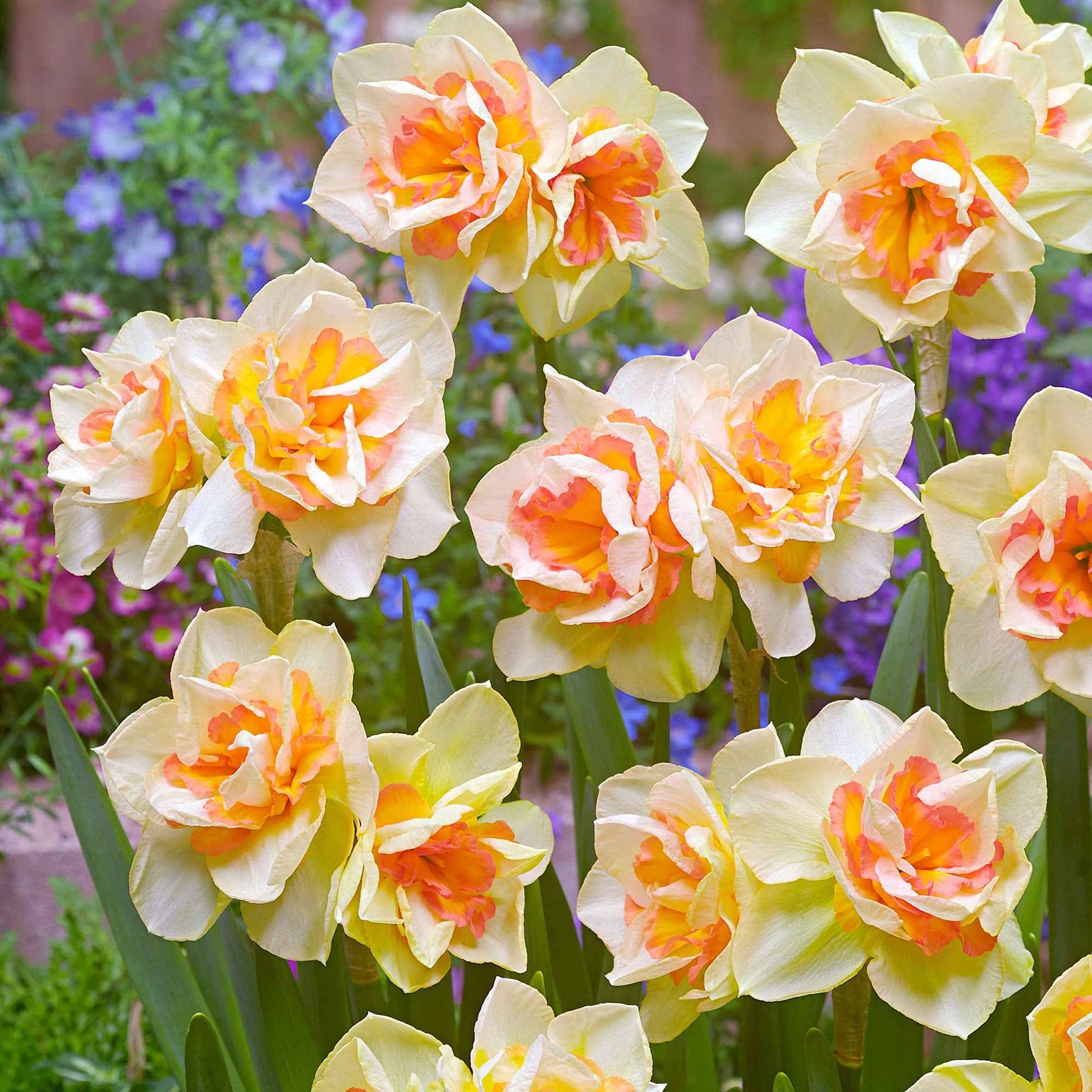 15x Grootbloemige narcissen Narcissus Sweet Ocean wit-oranje - Alle bloembollen