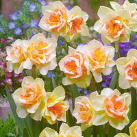 15x Grootbloemige narcissen Narcissus Sweet Ocean wit-oranje - Bloembollen