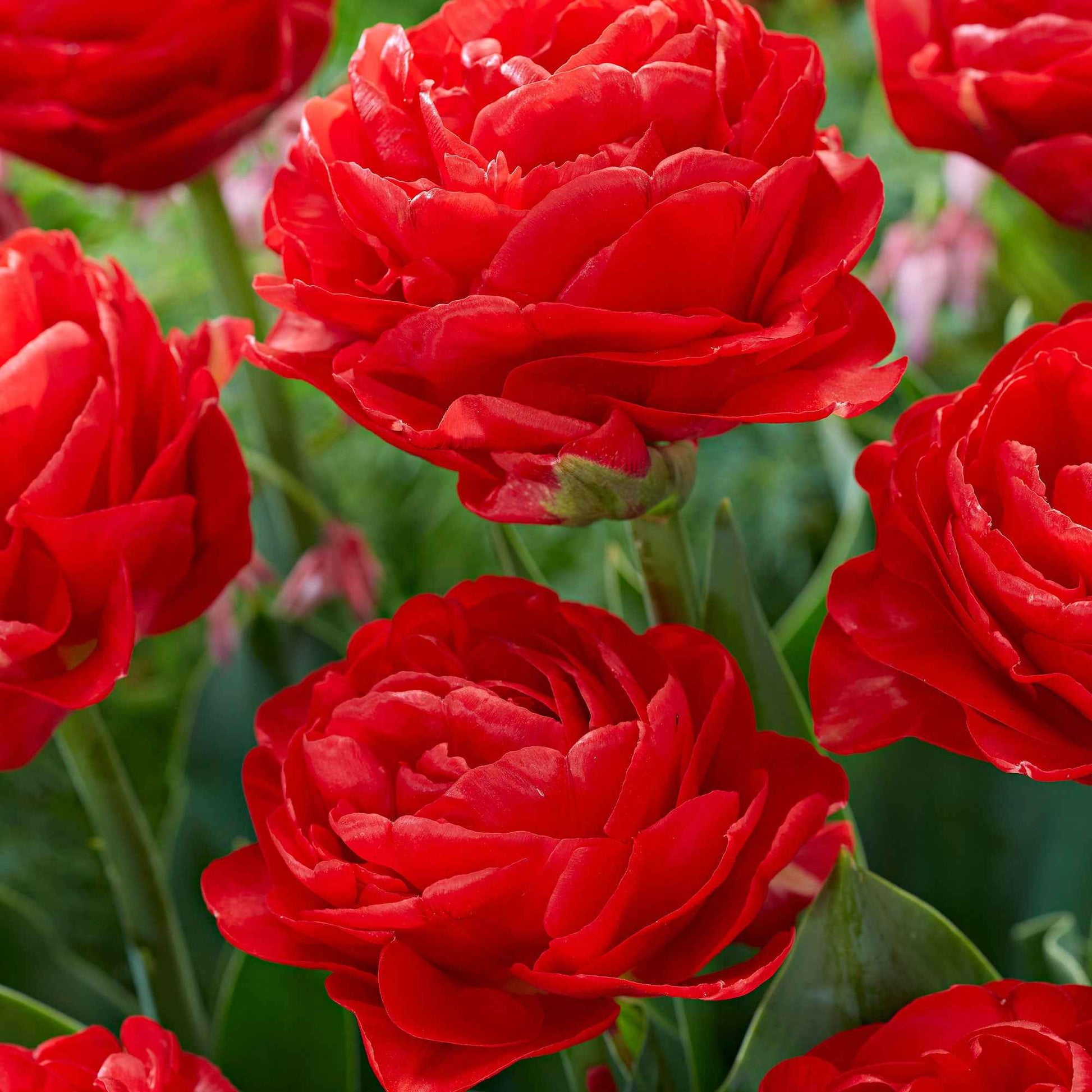 20x Dubbelbloemige tulpen Tulipa Pamplona rood - Alle populaire bloembollen