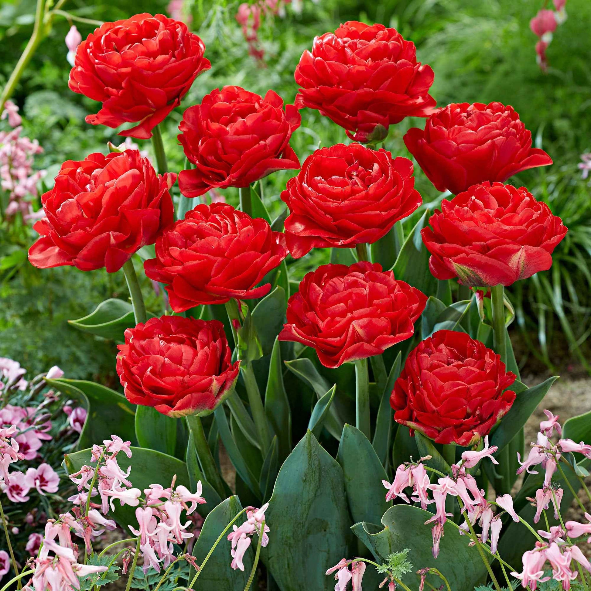 20x Dubbelbloemige tulpen Tulipa Pamplona rood - Bloembollen
