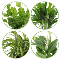 4x Luchtzuiverende planten - Mix incl. Artstone sierpotten Zwart - Groene kamerplanten