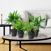 4x Luchtzuiverende planten - Mix incl. Artstone sierpotten Zwart - Combinaties en Sets