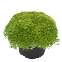 Match & Moss Pine Green - Winterhard - Vaste planten