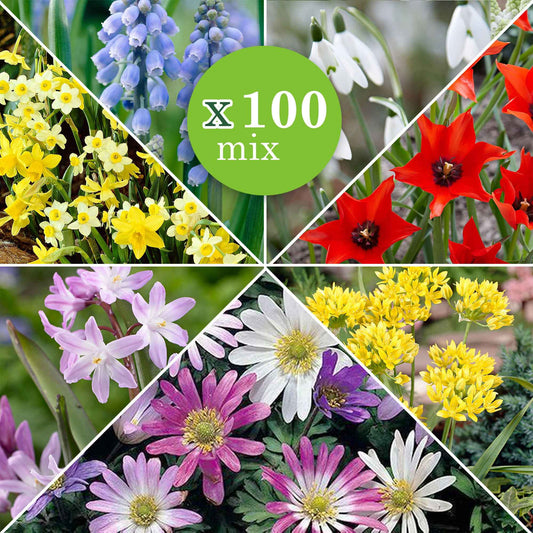 100x Bloembollen - Mix 6 Maanden Bloemen Gemengde kleuren - Alle bloembollen