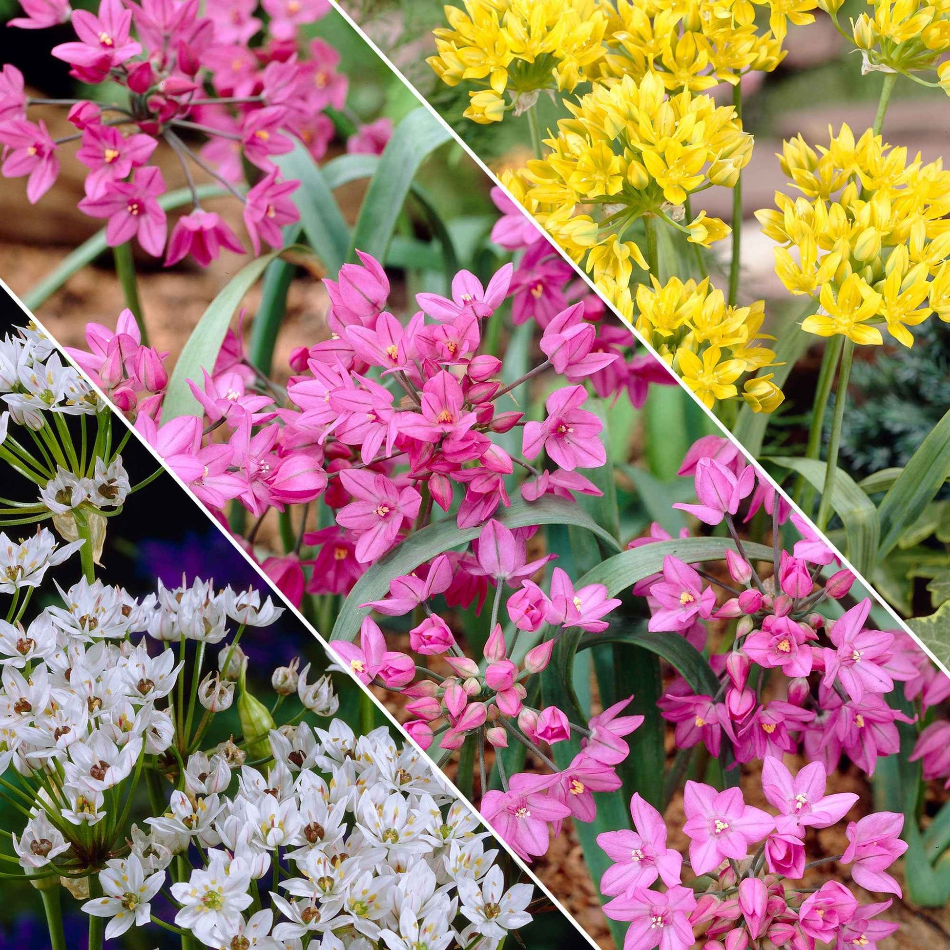 200x Sierui Allium - Mix Butterfly geel-wit-roze Geel-Wit-Roze - Alle populaire bloembollen