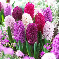 15 Hyacint Velvet Rood-Wit-Roze-Geel - Alle bloembollen