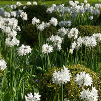 10x Narcis Narcissus Paperwhite wit - Alle populaire bloembollen