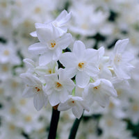 10x Narcis Narcissus Paperwhite wit - Bijvriendelijke bloembollen