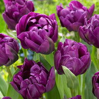 18x Tulp Tulipa Negrita Double paars - Alle bloembollen