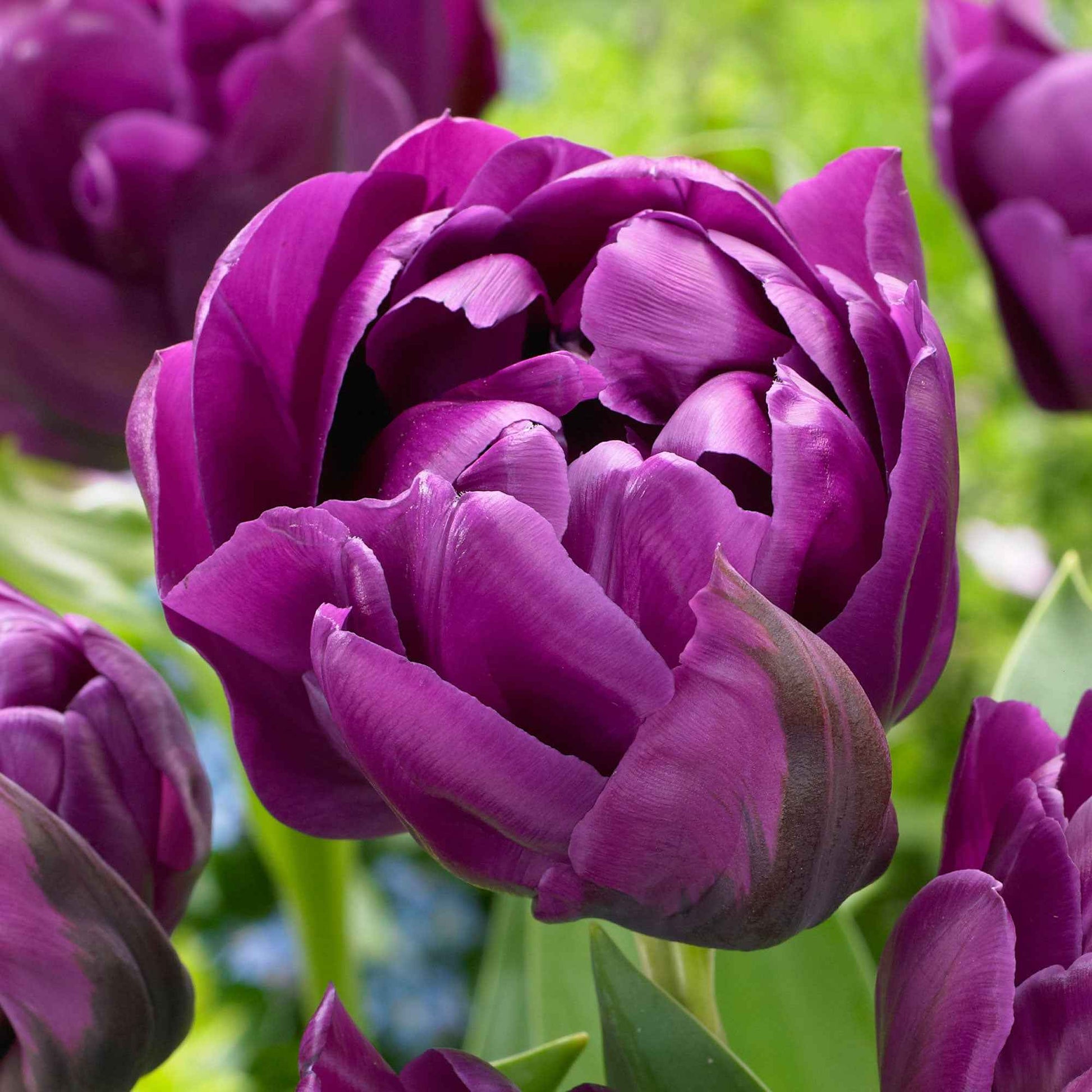 18x Tulp Tulipa Negrita Double paars - Bloembollen