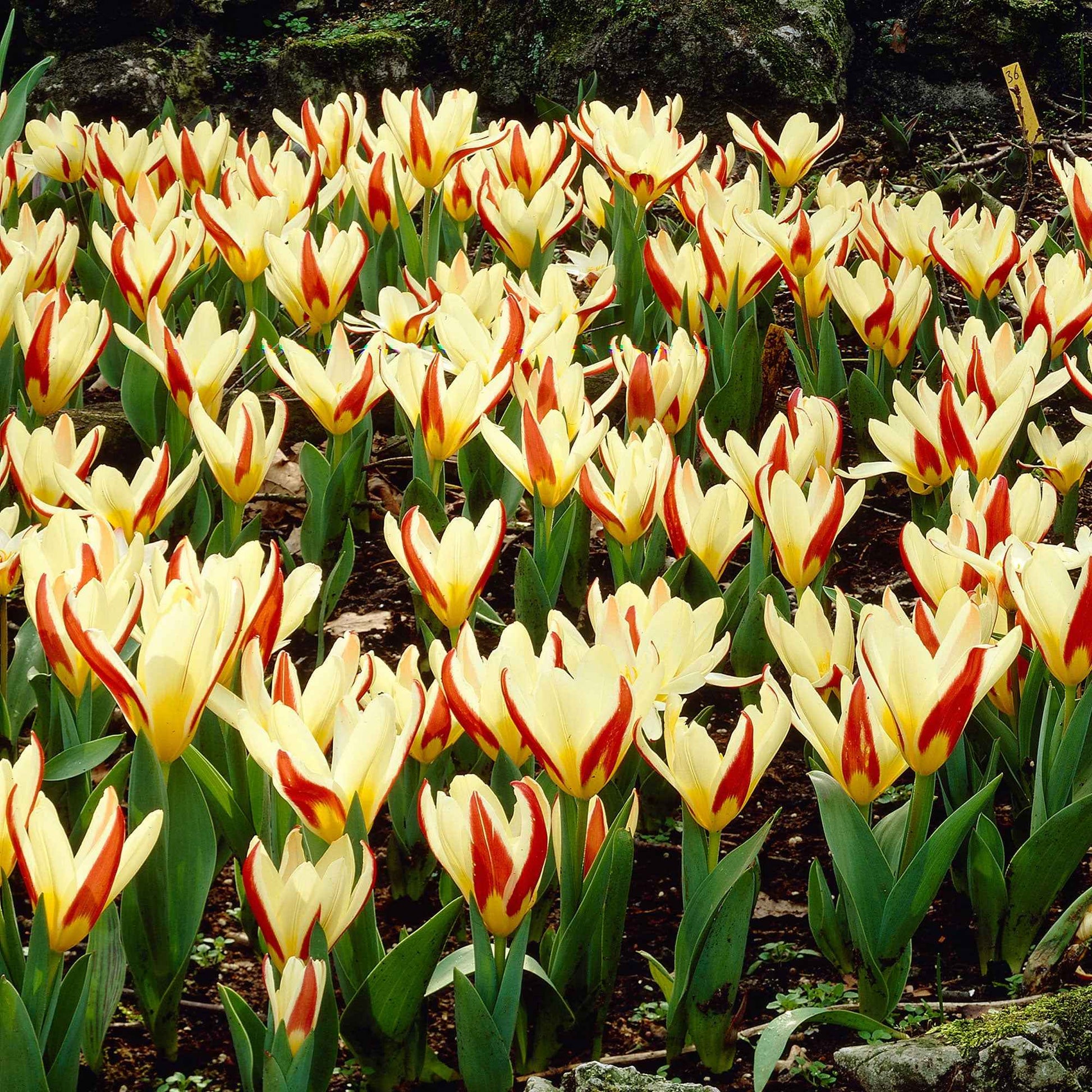 18x Tulp Tulipa The First rood - Alle populaire bloembollen