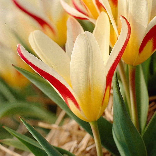 18x Tulp Tulipa The First rood - Alle bloembollen
