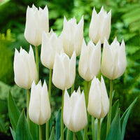 18x Tulp Tulipa White Triumphator wit - Alle populaire bloembollen