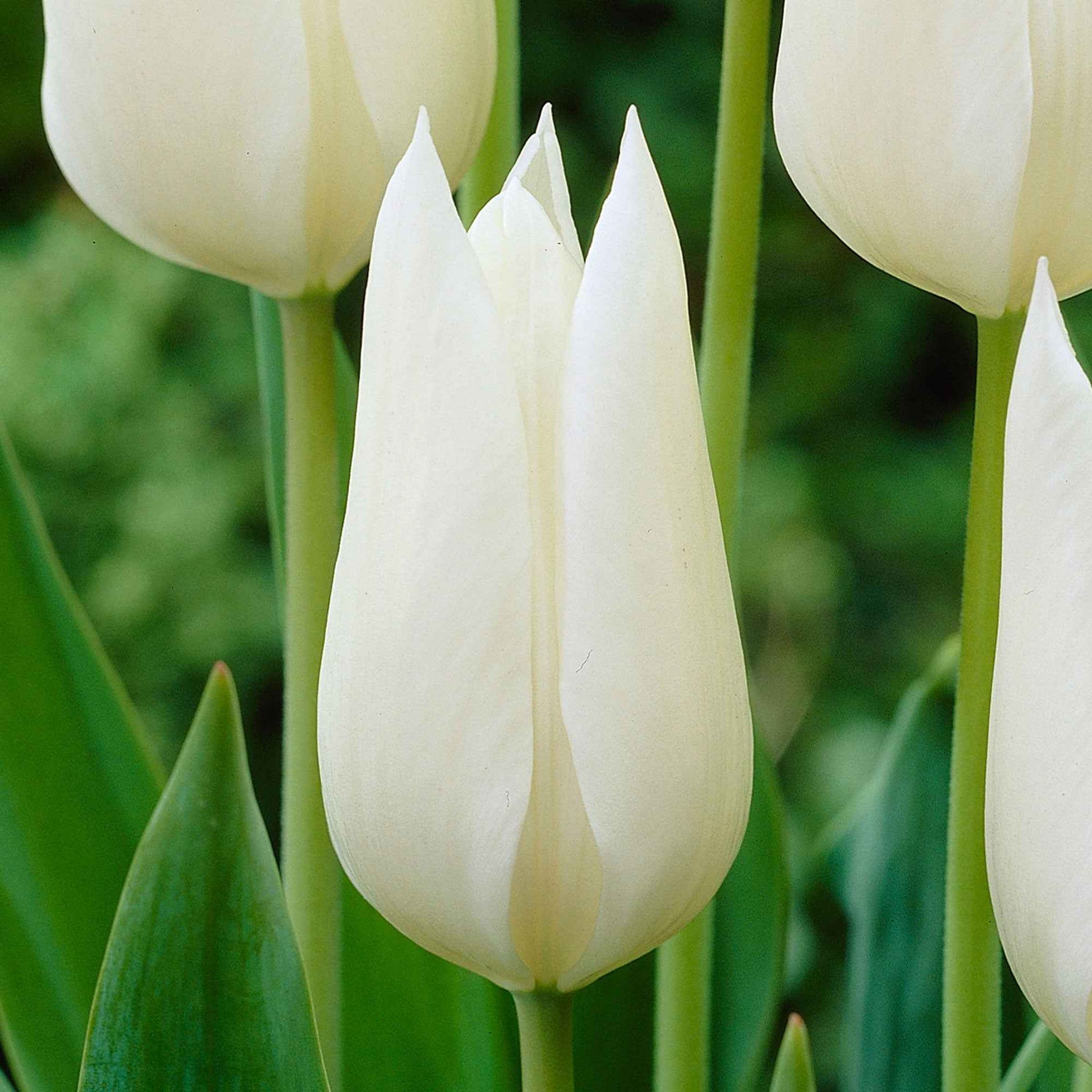 18x Tulp Tulipa White Triumphator wit - Alle bloembollen