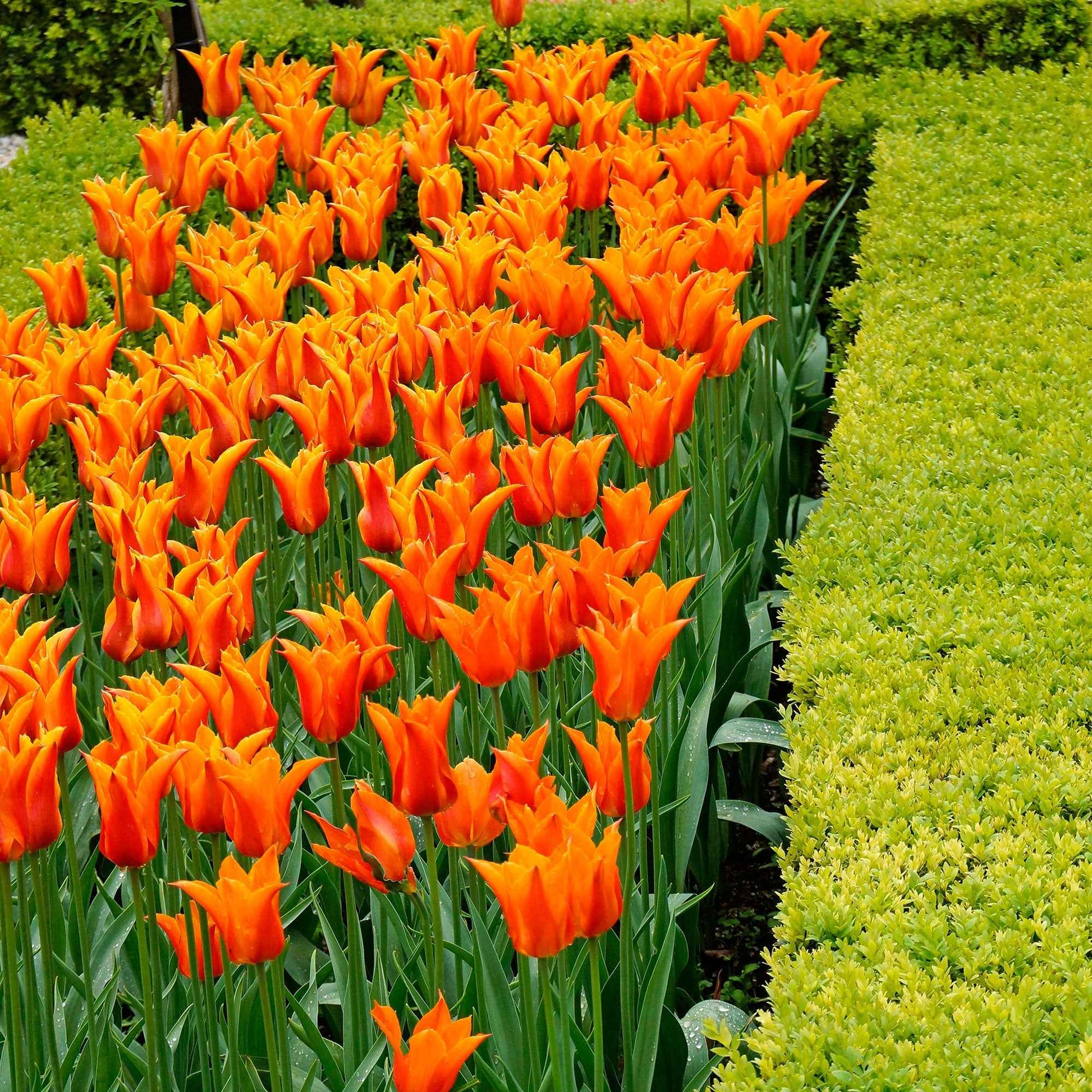 18x Tulp Tulipa Ballerina oranje - Alle populaire bloembollen