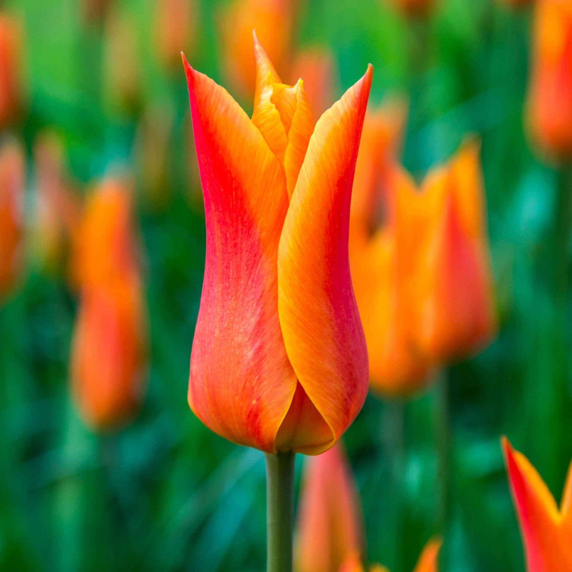 18x Tulp Tulipa Ballerina oranje - Bloembollen