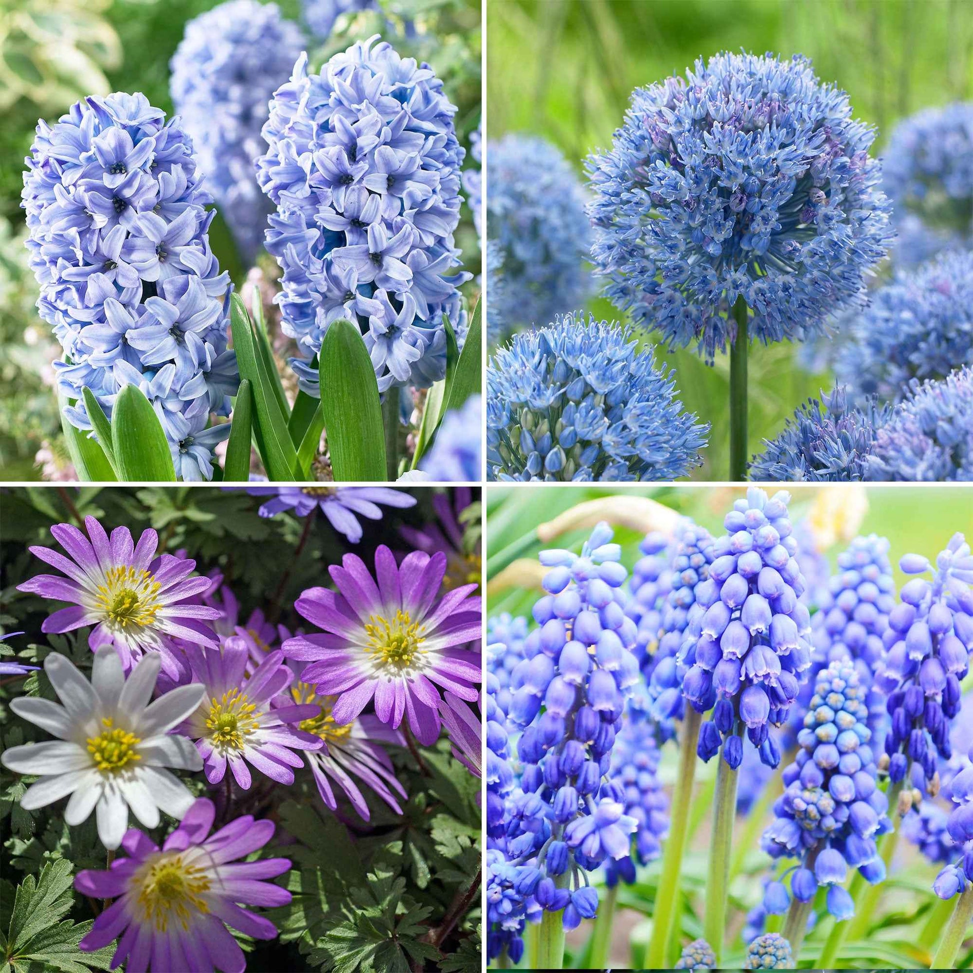 50x Bloembollen - Mix Blue Collection blauw - Alle bloembollen