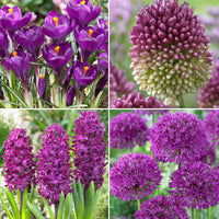 50x Bloembollen - Mix Purple Collection paars - Alle bloembollen