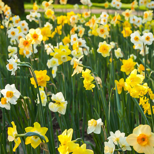 100x Narcis Narcissus - Mix All Spring - Alle bloembollen