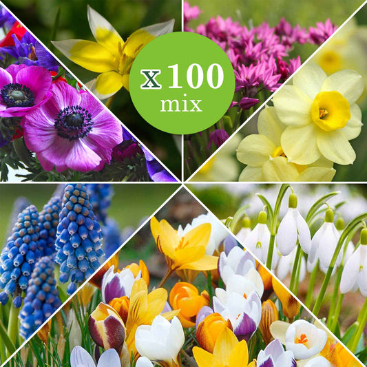 100x Bloembollen - Mix Running Wild - Alle bloembollen