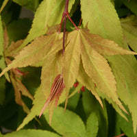 Japanse esdoorn Acer Osakazuki rood-oranje-groen - Winterhard - Plant eigenschap
