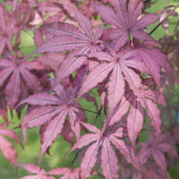 Japanse esdoorn Acer Amagi Shigure roze-paars-gemengdekleuren - Winterhard - Plant eigenschap