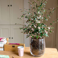 Japanse roos Camellia Cupido wit-roze - Winterhard - Bloeiende heesters