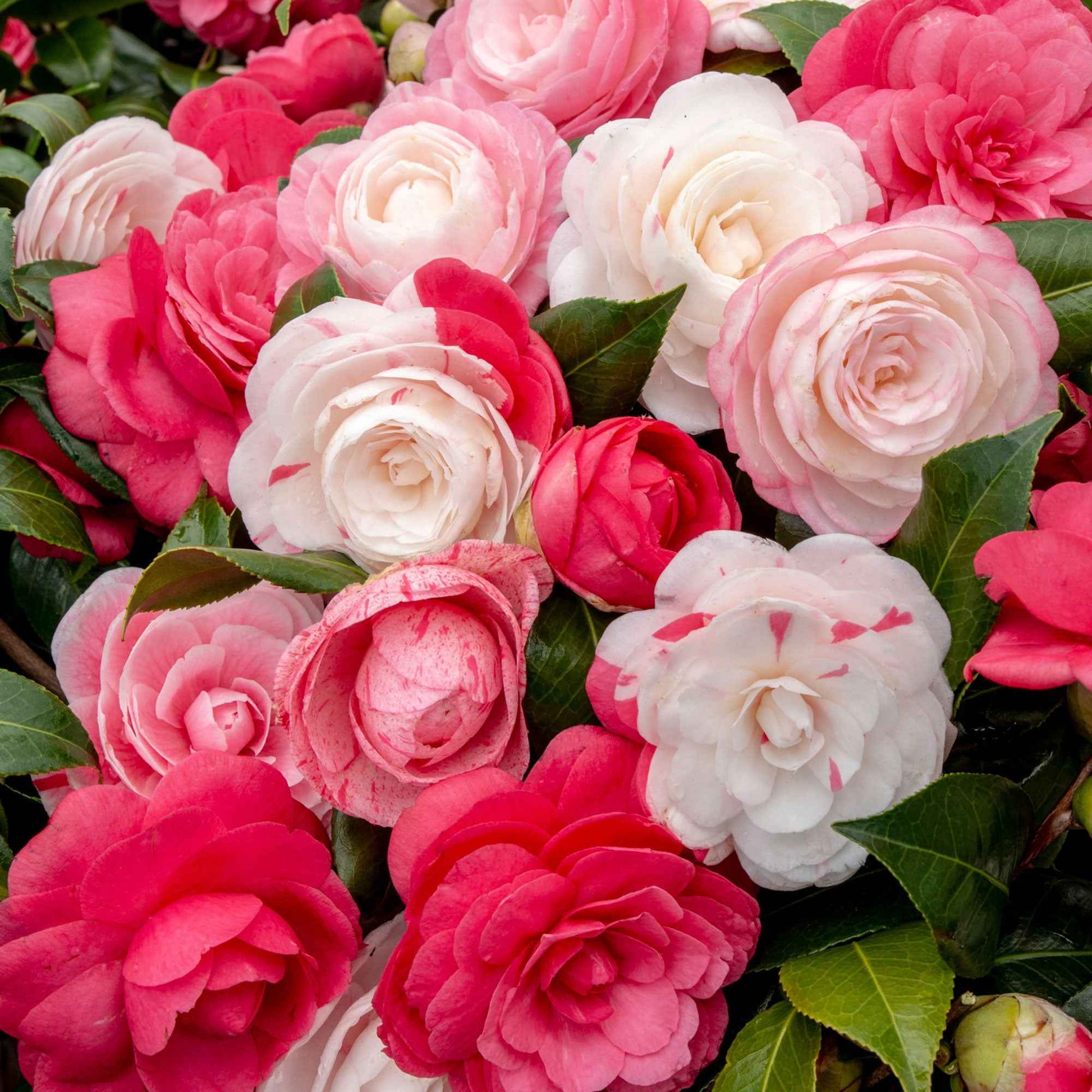 Japanse roos Camellia Festival wit-roze - Winterhard - Heesters voor terras en balkon