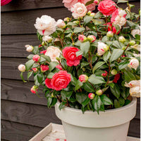 Japanse roos Camellia Festival wit-roze - Winterhard - Heesters