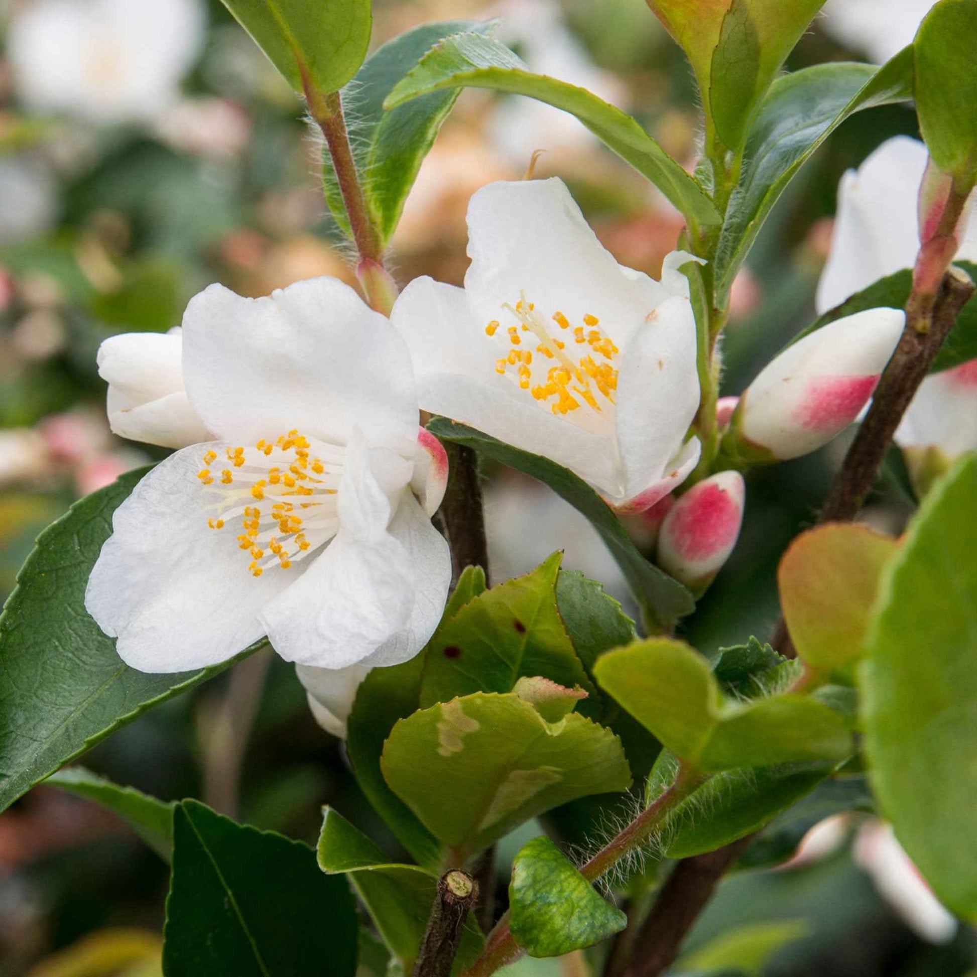 Japanse roos Camellia Beauty Blush wit - Winterhard - Heesters