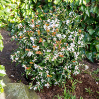 Japanse roos Camellia Beauty Blush wit - Winterhard - Bloeiende heesters