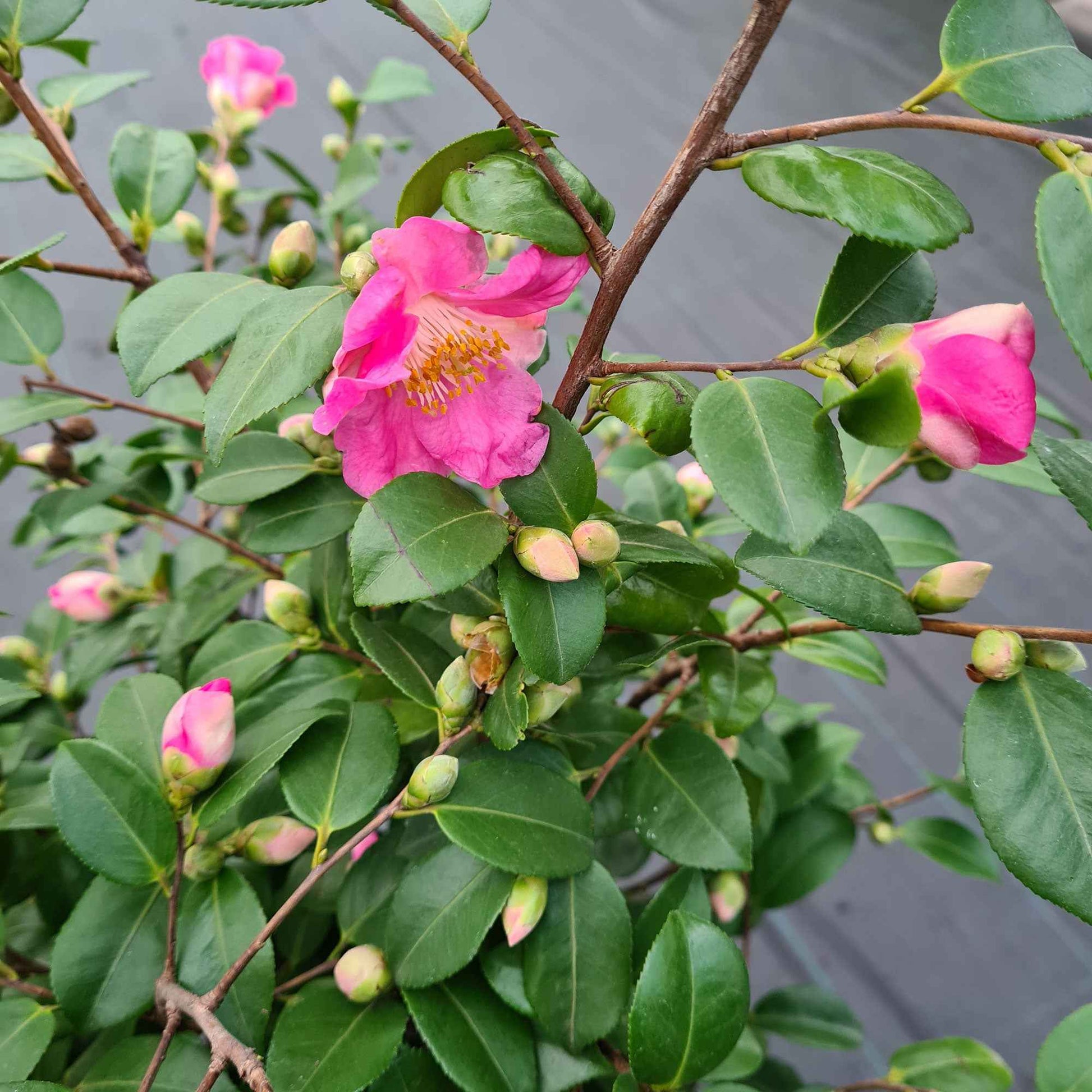 Japanse roos Camellia Winter Perfume Pink roze - Winterhard - Bloeiende heesters