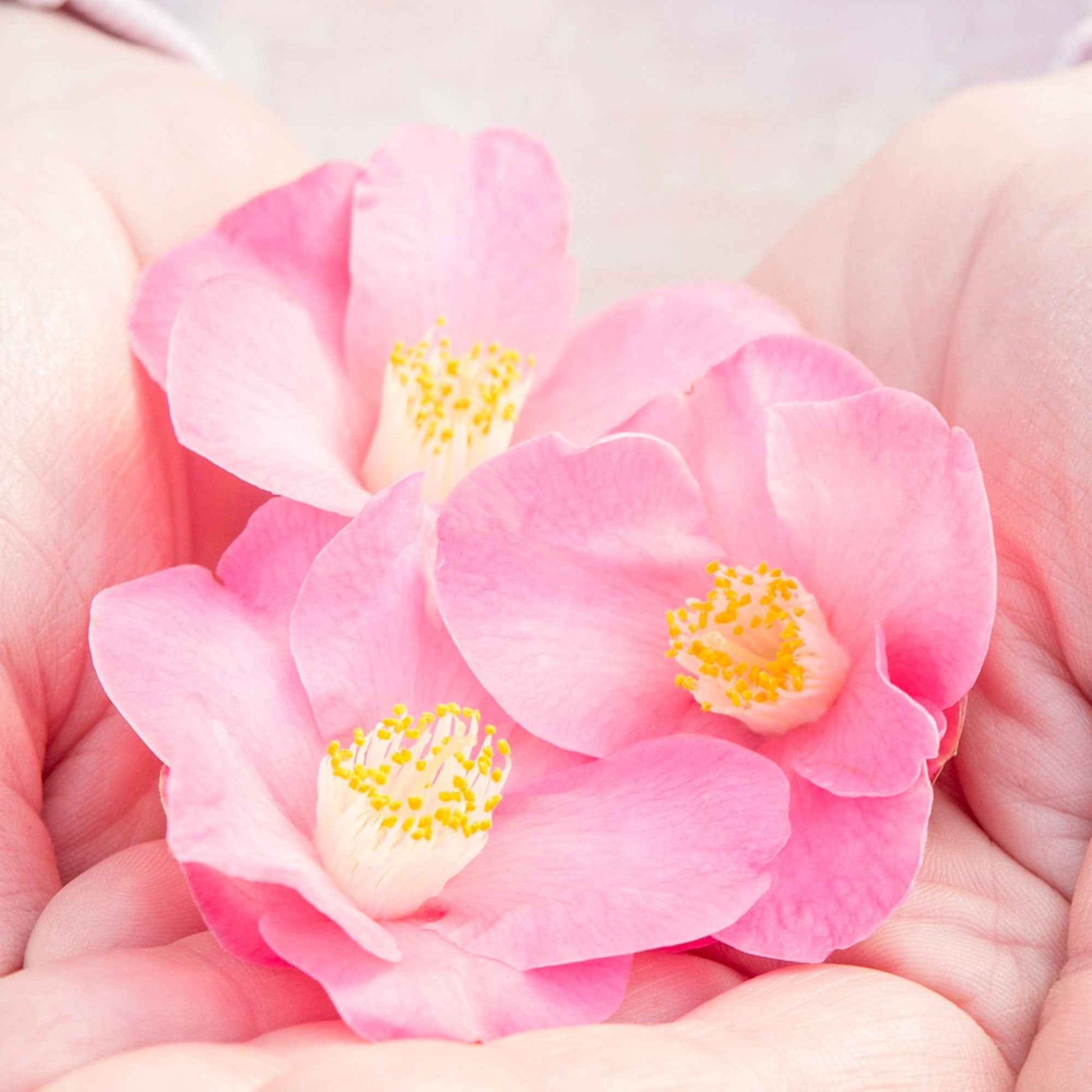 Japanse roos Camellia Winter Perfume Pink roze - Winterhard - Heesters