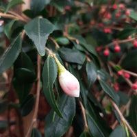 Japanse roos Camellia Cupido wit-roze - Winterhard - Heesters voor terras en balkon