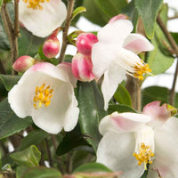 Japanse roos Camellia Cupido wit-roze - Winterhard - Heesters
