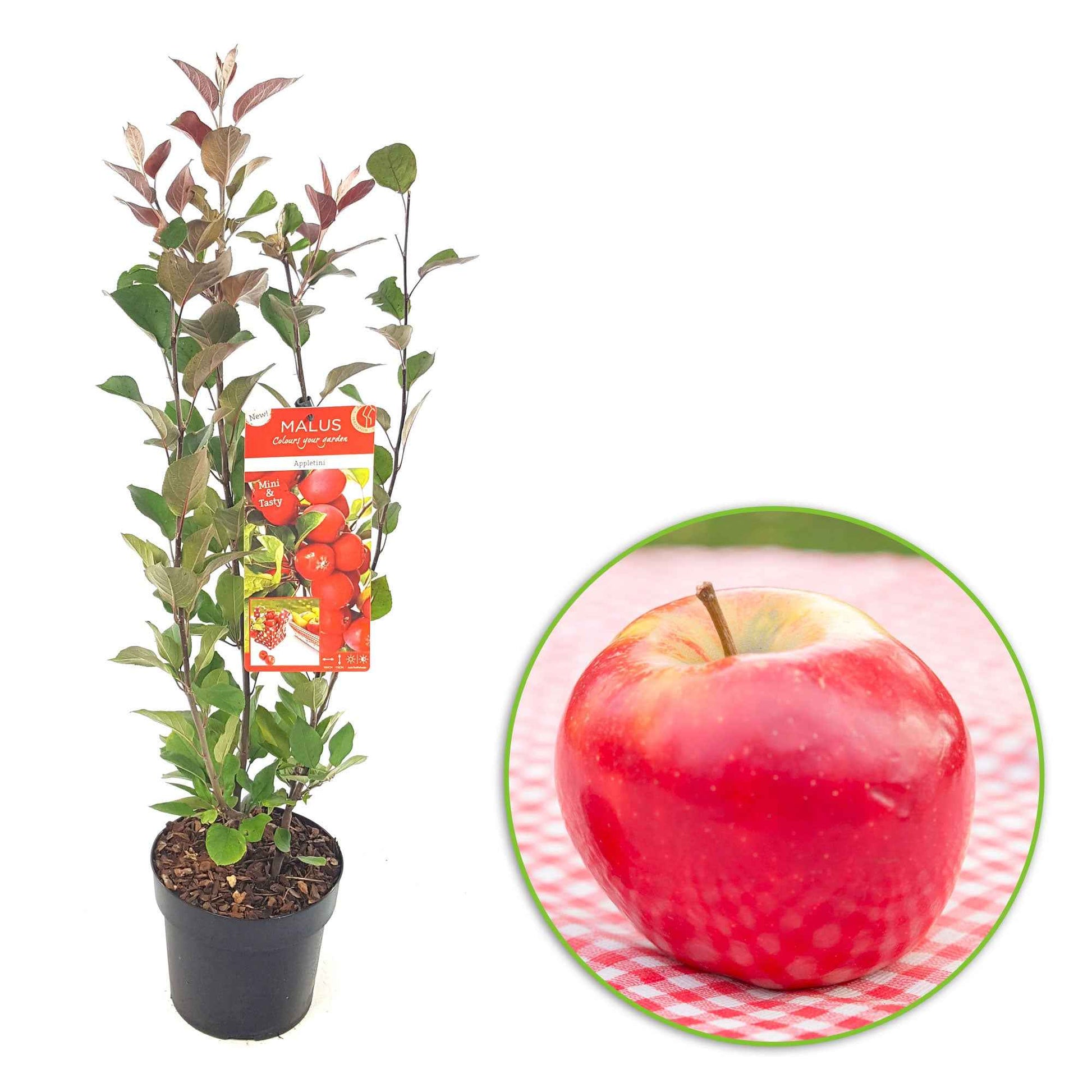Appelboom Malus Appletini rood - Winterhard - Moestuin