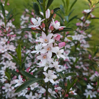 Wasbloem Eriostemon Flower Girl Pink roze-wit - Winterhard - Plant eigenschap