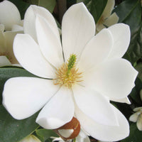 Magnolia Michelia Fairy Magnolia Cream crème - Winterhard - Tuinplanten