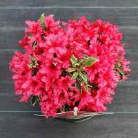 Rhododendron Bollywood roze - Winterhard - Alle bloeiende tuinplanten
