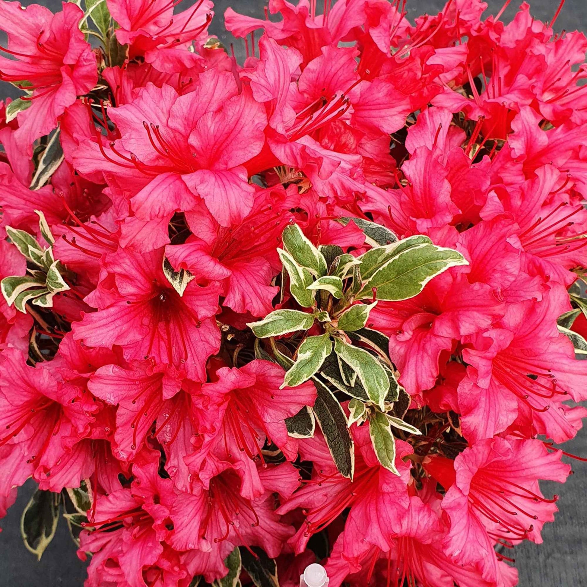 Rhododendron Bollywood roze - Winterhard - Bloeiende struiken